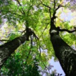 Vyhlášení výzvy podporující výsadbu stromů